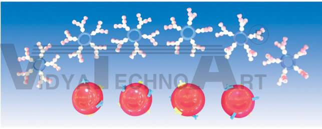 The demo model of ABO blood group (10parts)